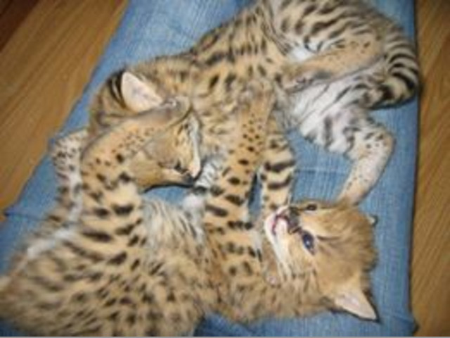 Serval y gatitos de sabana para su adopción.