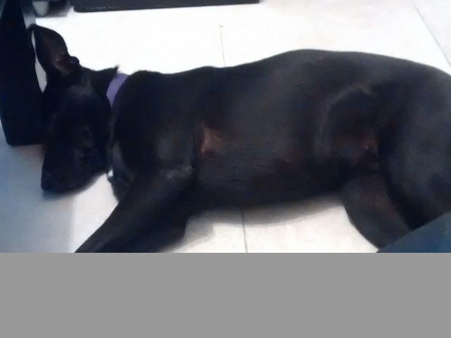 Cachorra de 6 meses en adopción URGENTE