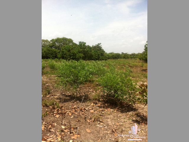 VENTA DE TERRENO EN COROTÚ (EXCELENTE FINCA)