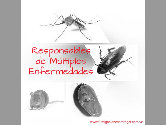 Fumigaciones Ecológicas y Antiasmáticas Ojeda Cabimas Zulia