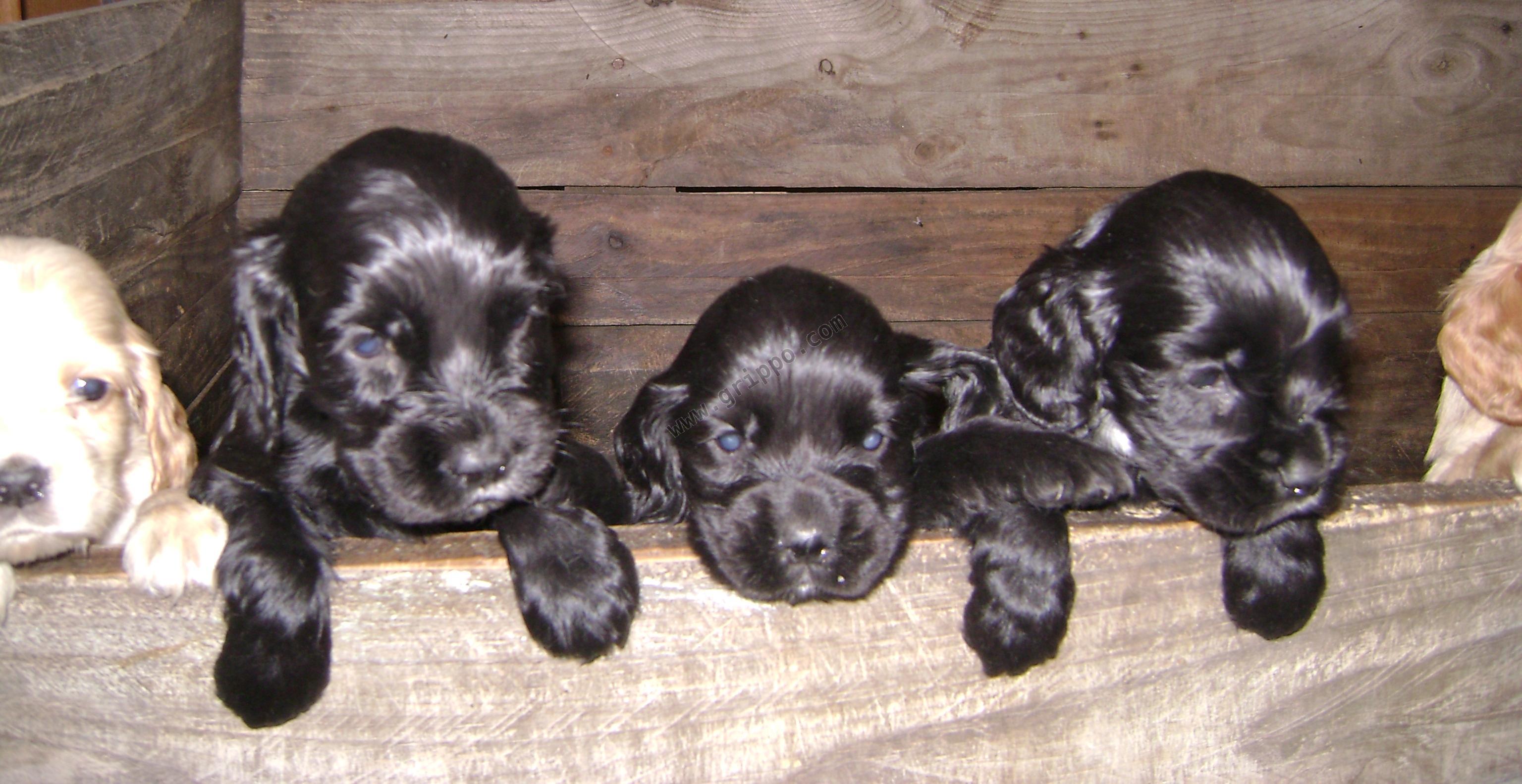 Venta de Cachorros Cocker Spaniel Inglés negros y dorados