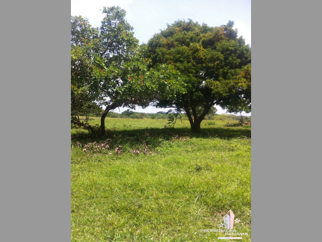 VENTA DE TERRENO EN COROTÚ (EXCELENTE FINCA)
