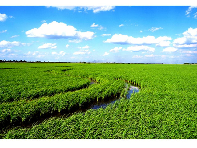 Campo agricola ganadero en Uruguay 4500 hectareas