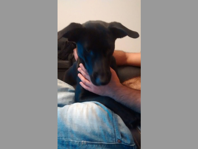 Cachorra de 6 meses en adopción URGENTE