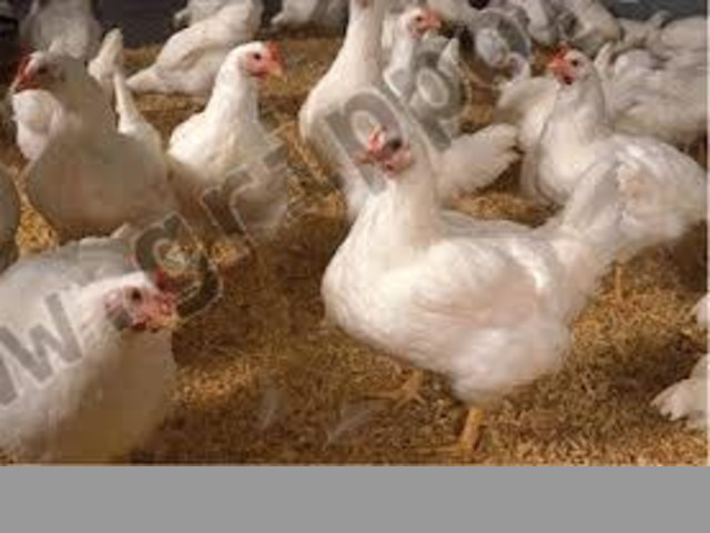 Venta de pollos vivos listos para faenar