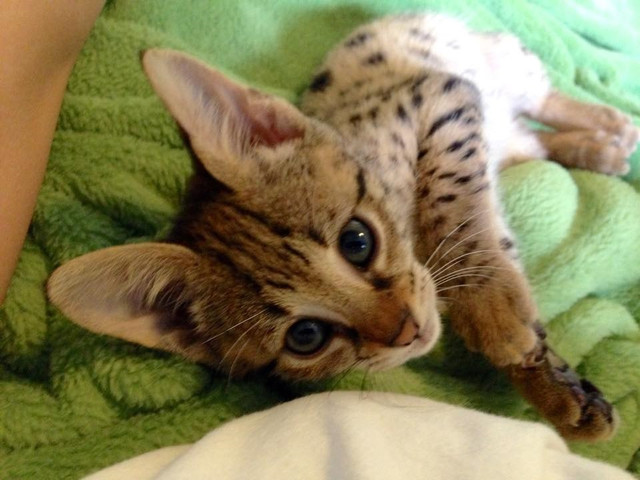 Serval y gatitos de sabana para su adopción.