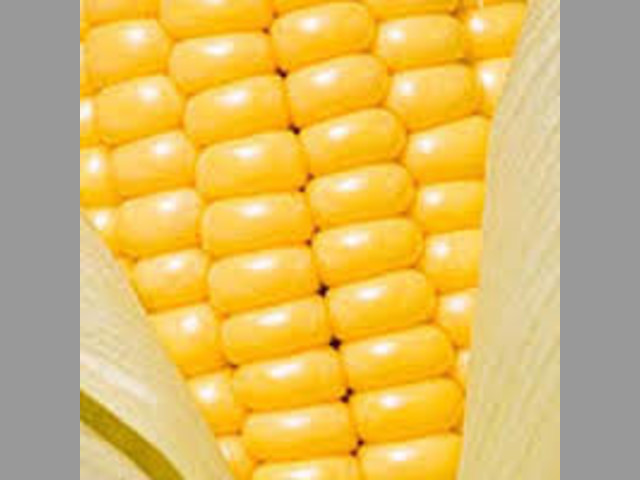 NEW 2017 Yellow Corn # 2 GMO