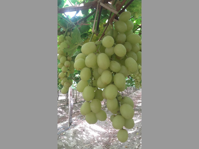 UVAS PARA EXPORTAR