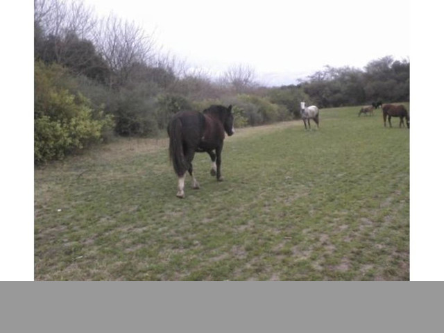 Vendo Campo Mixto