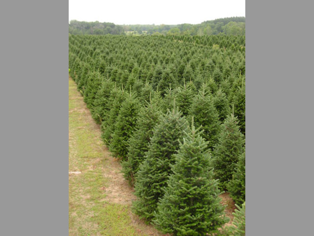ARBOLES Y PINOS DE NAVIDAD POR MAYOREO
