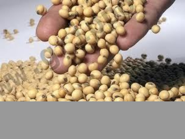 Soja en Perú para el Mundo