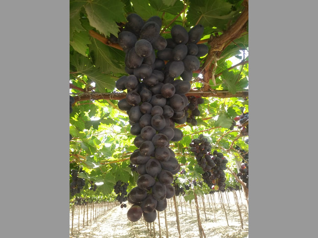 UVAS PARA EXPORTAR