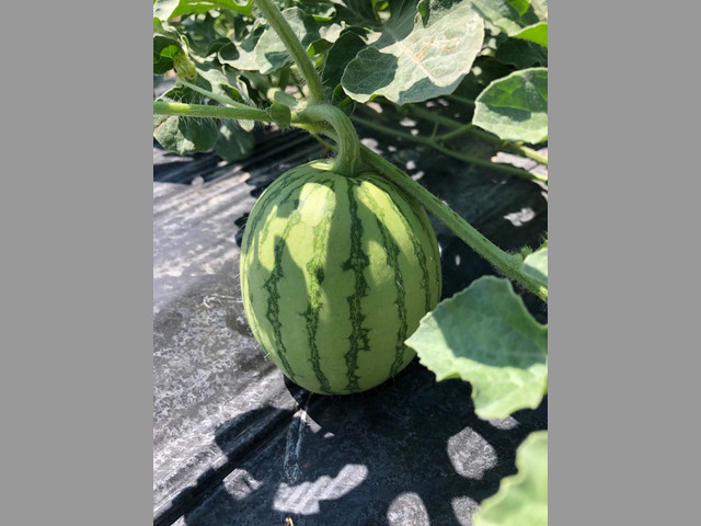 Sandia Grande, Sandia ExtraDulce y Melon Valenciano
