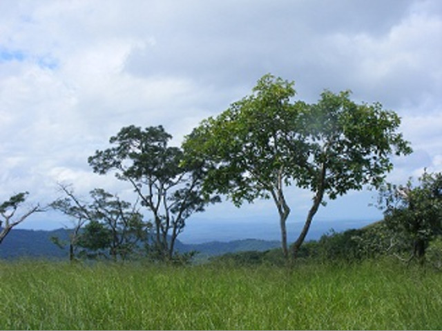 Se vende Finca de 145 Hectáreas en Liberia