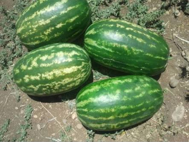 Sandia Grande, Sandia ExtraDulce y Melon Valenciano