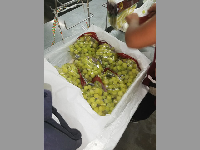 UVAS PARA EXPORTAR