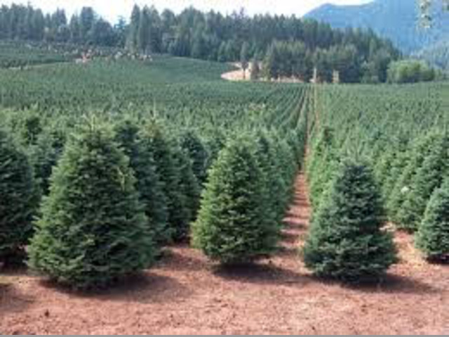 ARBOLES Y PINOS DE NAVIDAD POR MAYOREO
