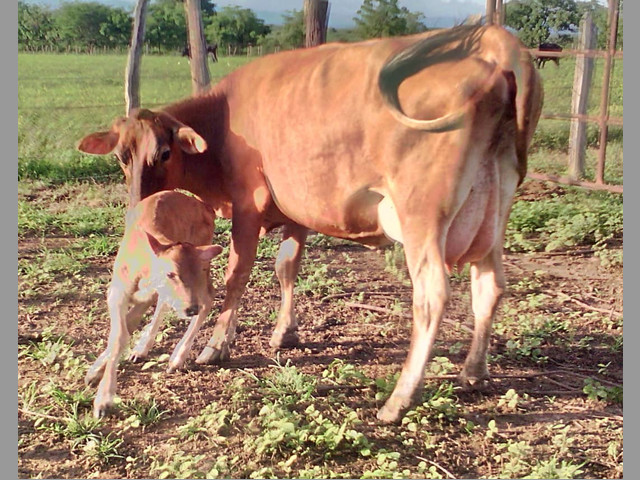 SE VENDE FINCA EN ALTAGRACIA ORITUCO