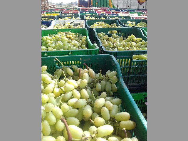 UVAS PARA EXPORTAR