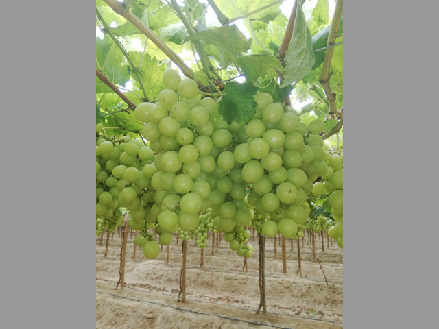 UVAS PARA EXPORTAR
