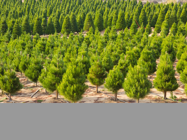 ARBOLES Y PINOS DE NAVIDAD POR MAYOREO