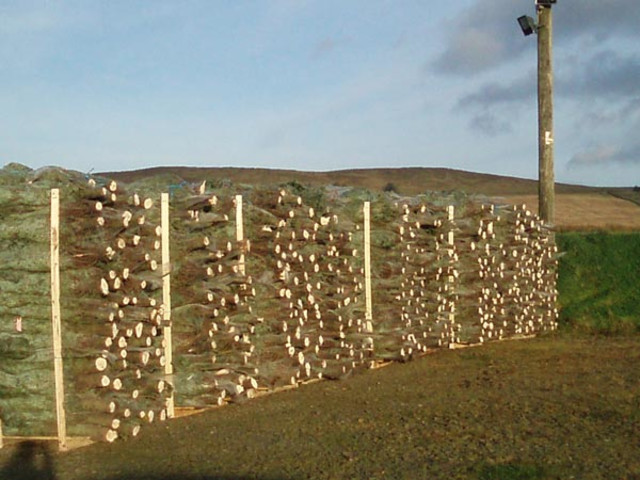 ARBOLES Y PINOS DE NAVIDAD POR MAYOREO