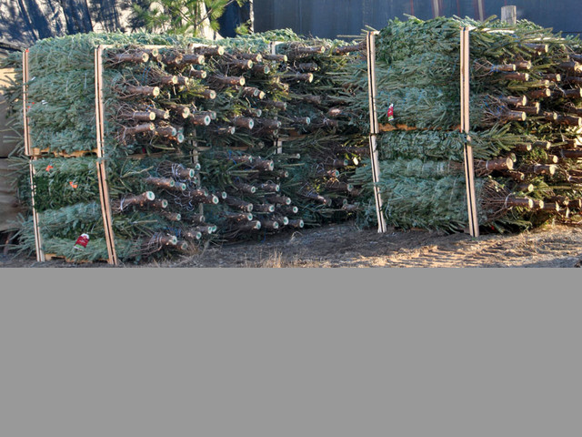 ARBOLES Y PINOS DE NAVIDAD POR MAYOREO