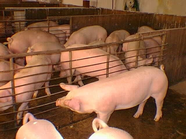 ventas al por mayor y menor alimento balanceado para todo tipo de animal