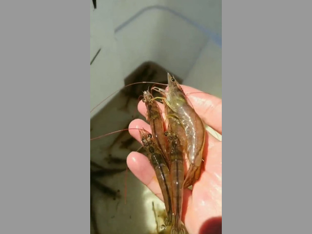 SE VENDE EMPRESA DE CAMARONES