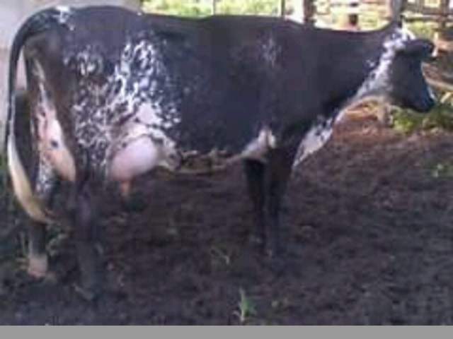 SE VENDE FINCA EN ALTAGRACIA ORITUCO