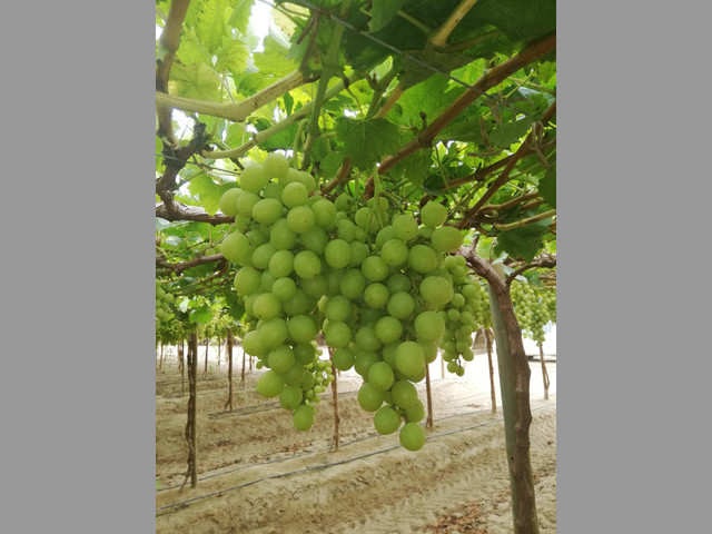 UVAS PARA EXPORTAR
