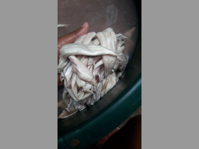 Vendo Pescados por mayor, Buche de Pescado, todo clase de mariscos de Ec