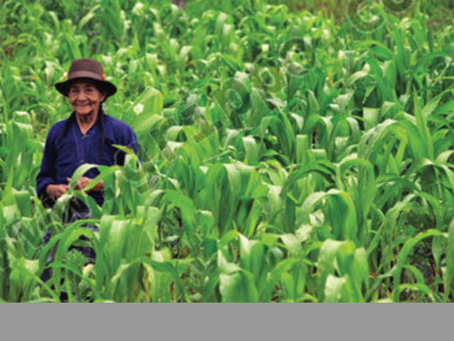Campo Agrícola