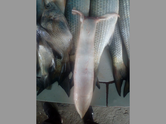 Vendo Pescados por mayor, Buche de Pescado, todo clase de mariscos de Ec
