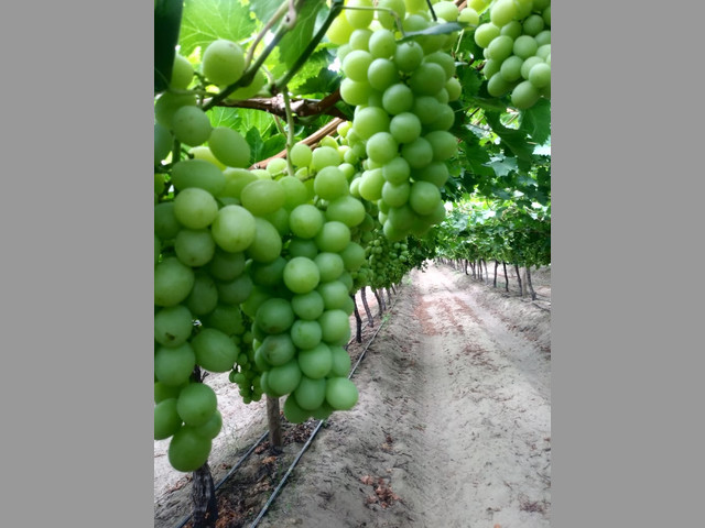 UVAS PARA EXPORTAR