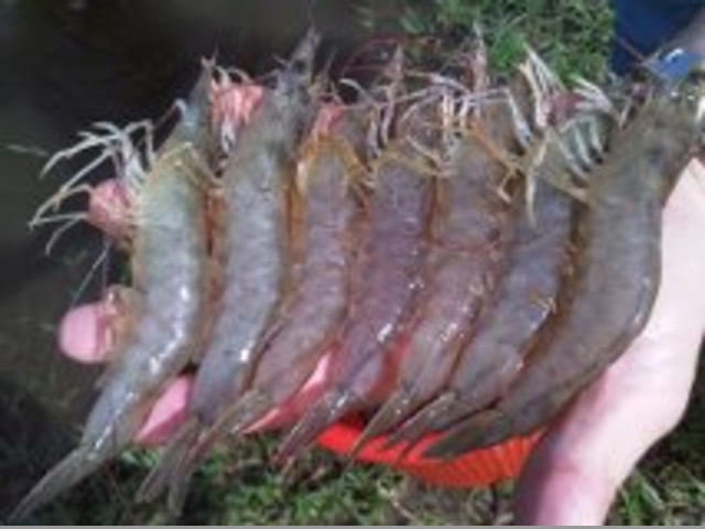 SE VENDE EMPRESA DE CAMARONES