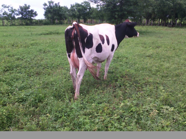 SE VENDE FINCA EN ALTAGRACIA ORITUCO